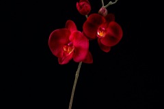 1407_1_1447529_orchidee_rouge1