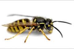 3749822344_8e3209aec2_o