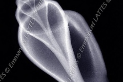 Radiographie d'un coquillage marin.