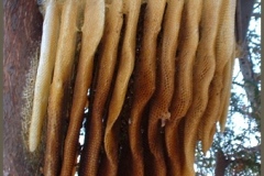 88263634.5OCXZAXI.AbeilleDSCF0008copier-2