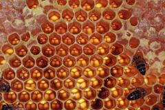 Honeycomb-2