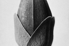 Karl-Blossfeldt-5-2