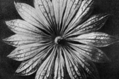 Large_WL_Photo_Karl20Blossfeldt20010-2