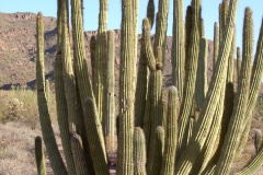 Organ_pipe_cactus.jpg