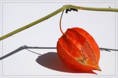 blog-dsc_1192-amour-en-cage-orange-et-dentelle