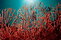 corail-gorgone1.jpg