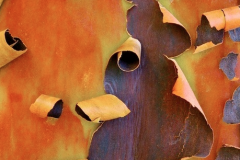 ecorce-arbre-07-Lécorce-des-arbres