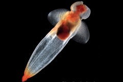 limacina-est-loup-limacina-539672