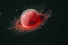 meduse-benthocodon-sp-238627