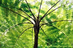 photo-fougere-arborescente.jpg